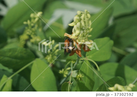 イタチササゲの蜜を吸うトラマルハナバチ 37302592