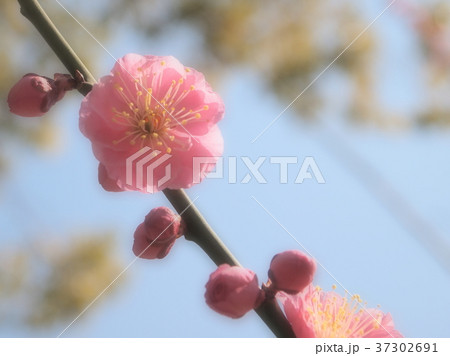 ふんわり梅の花 ふんわり梅の花 37302691