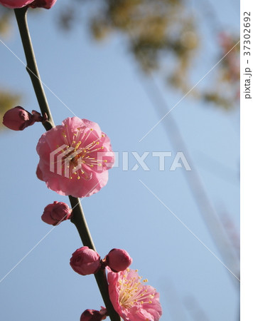 梅の花 37302692