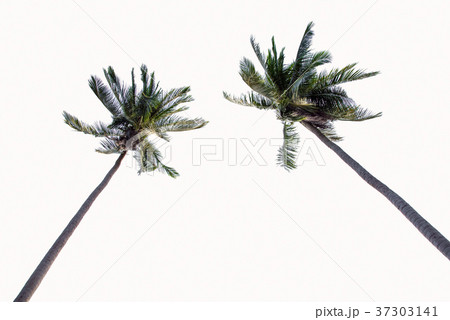 Two Coconut palm trees isolated on white 37303141