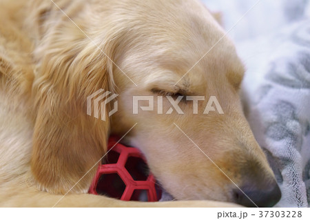 ゴールデンレトリーバー3歳　寝顔 37303228