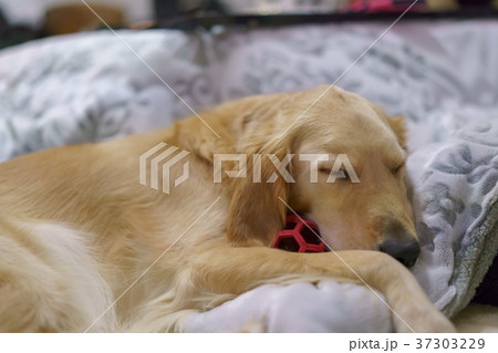 ゴールデンレトリーバー3歳　寝顔 37303229