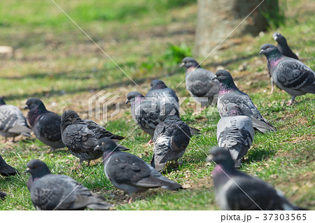 鳩の群れ　 37303565