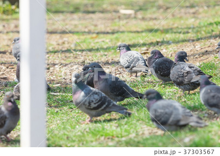 鳩の群れ　 37303567