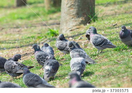 鳩の群れ　 37303575