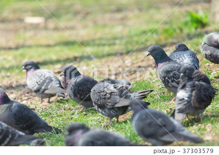 鳩の群れ　 37303579