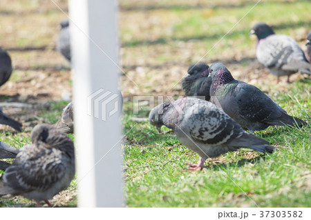 鳩の群れ　 37303582