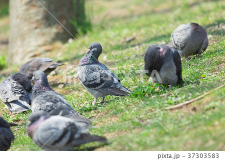 鳩の群れ　 37303583
