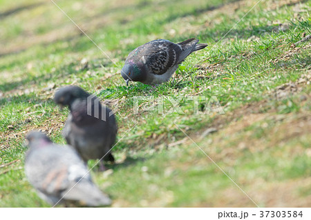 鳩の群れ　 37303584