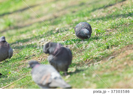 鳩の群れ 鳩の群れ 37303586