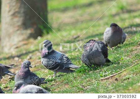 鳩の群れ　 37303592