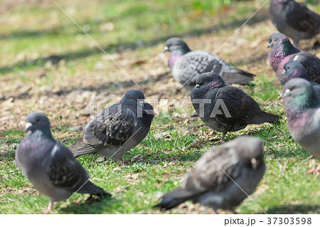 鳩の群れ　 37303598
