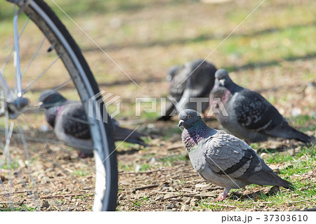 鳩の群れ　 37303610