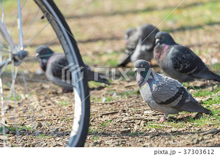鳩の群れ 鳩の群れ 37303612