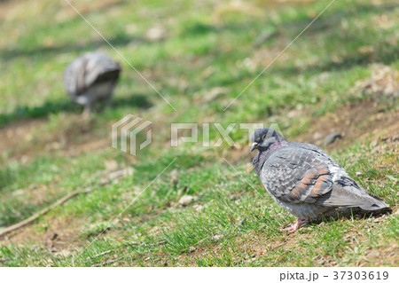 鳩の群れ　 37303619