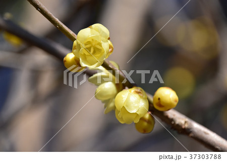ロウバイ（蝋梅） 37303788