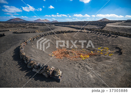 Vineyards in La Geria, Lanzarote, Canary Islands 37303886