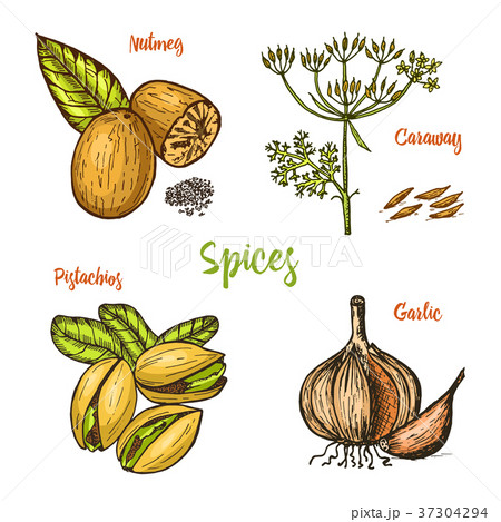 Herbs, condiments and spices. nutmeg and Herbs, condiments and spices. nutmeg and 37304294