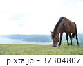 野生の馬と海　御崎馬　都井岬 37304807