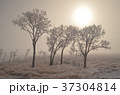幻想的　吹雪　太陽　木　綺麗　雄大　凍った草　殺風景　アメリカ　電車から撮影 37304814
