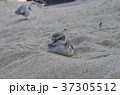 砂の上に寝る鳥　小鳥　癒し　可愛い　眠そう　睡眠　昼寝 37305512