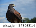 鷹　青空　鳥　かっこいい　 37305514