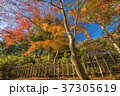 青空と紅葉 37305619