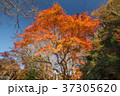 青空と紅葉 37305620