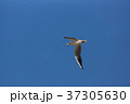 エサを加えたユリカモメ 37305630