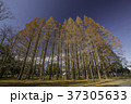 メタセコイヤの紅葉 37305633