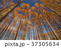 メタセコイヤの紅葉 37305634