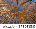 メタセコイヤの紅葉 37305635