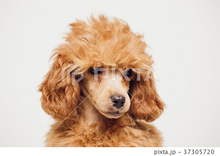 Poodle with Golden Brown Fur on a white background Poodle with Golden Brown Fur on a white background 37305720