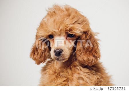 Poodle with Golden Brown Fur on a white background 37305721