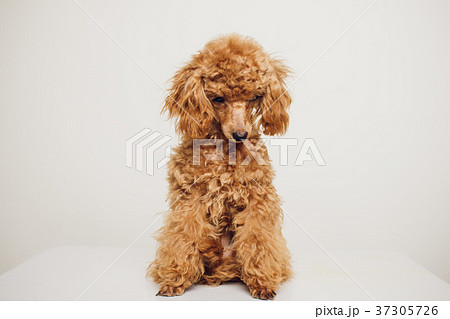 Poodle with Golden Brown Fur on a white background Poodle with Golden Brown Fur on a white background 37305726