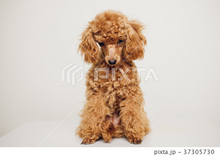 Poodle with Golden Brown Fur on a white background Poodle with Golden Brown Fur on a white background 37305730