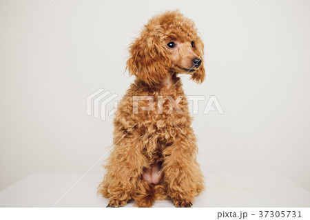 Poodle with Golden Brown Fur on a white background 37305731