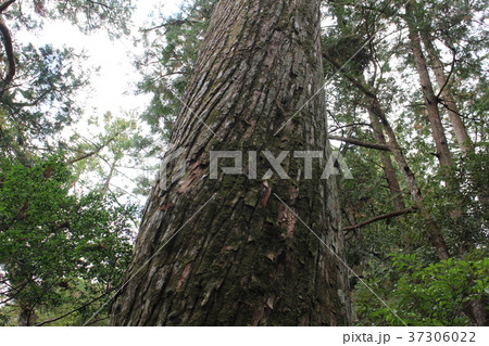 ねじれた木 ねじれた木 37306022
