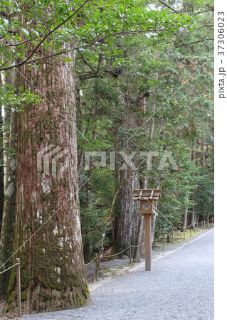 瀧原宮の参道 37306023