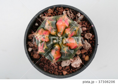 gymnocalycium, a kind of cactus gymnocalycium, a kind of cactus 37306206