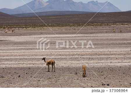 lama Vikunja (Vicugna vicugna) 37306964