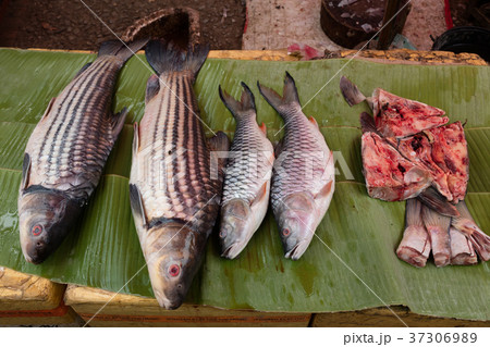 Fish at market 37306989