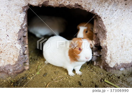 Guinea pig in captivity 37306990