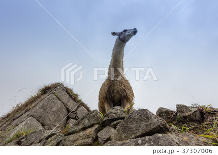 Machu Picchu , Peru, 37307006