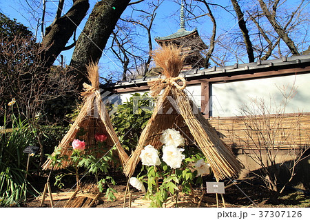 上野東照宮ぼたん苑　冬ぼたん 37307126