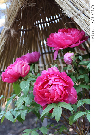 上野東照宮ぼたん苑 冬ぼたん 上野東照宮ぼたん苑 冬ぼたん 37307175