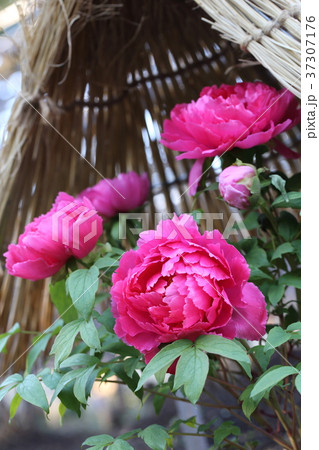 上野東照宮ぼたん苑　冬ぼたん 37307176