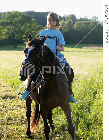 Boy in a Saddle of Horse Horseback Riding 37307564