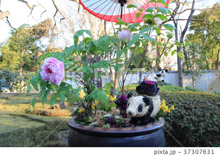 上野東照宮ぼたん苑　パンダの人形 37307631