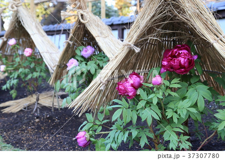 上野東照宮ぼたん苑 冬ぼたん 上野東照宮ぼたん苑 冬ぼたん 37307780